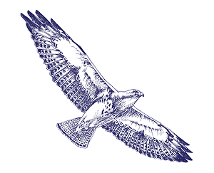 Soaring eagle